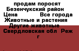 продам поросят .Безенчукский район  › Цена ­ 2 500 - Все города Животные и растения » Другие животные   . Свердловская обл.,Реж г.